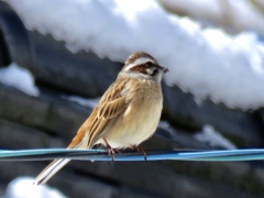 雪と野鳥2