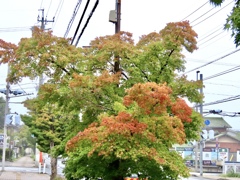 紅葉の始まり