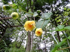 庭のキレンゲショウマ