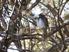 今日出会った野鳥4