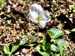 マルバシロスミレ