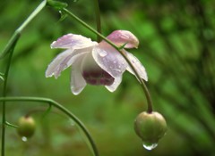 雨に濡れて