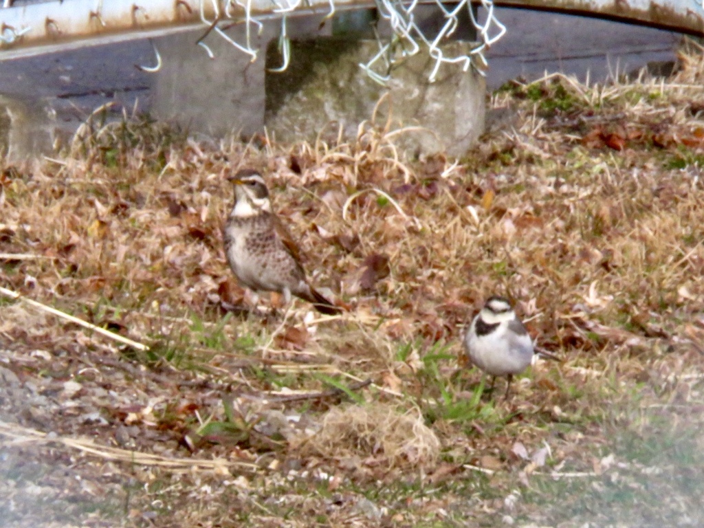 公園で出会った野鳥1