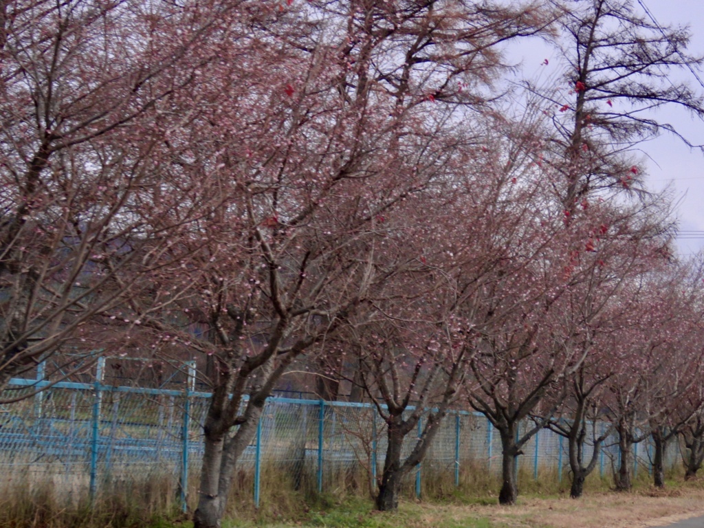 冬桜2