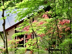 緑の中に