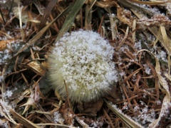 雪を纏った綿毛