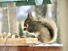 雪の吹き荒ぶ中