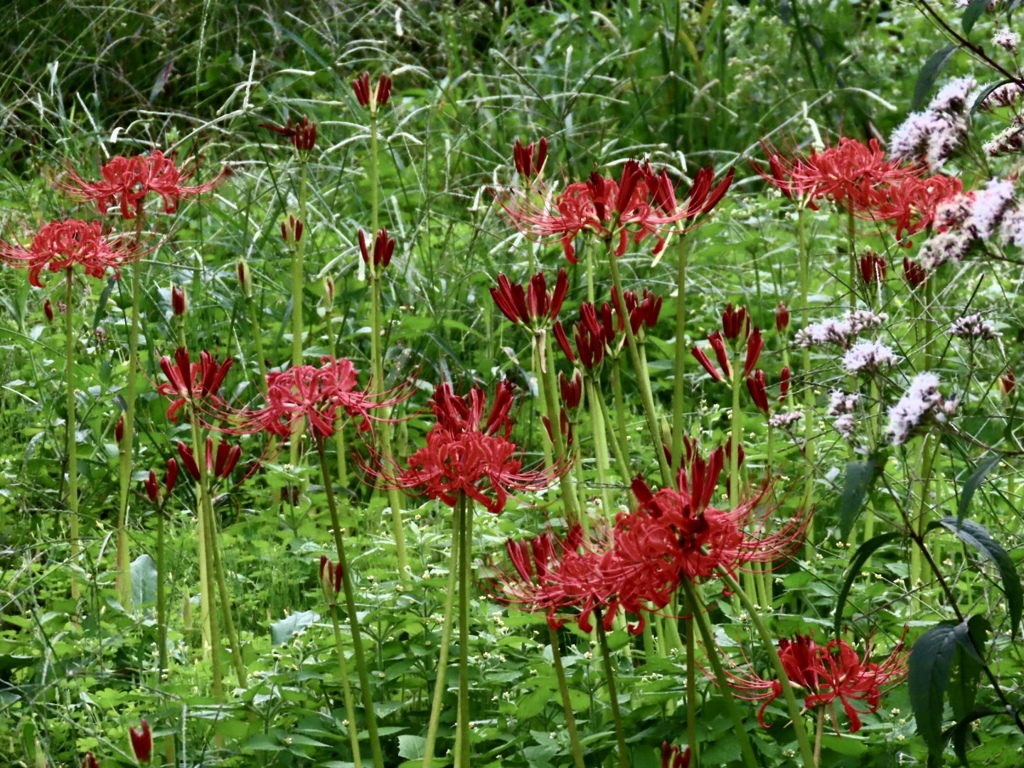 曼珠沙華