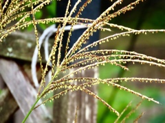 ススキの花