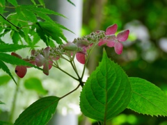 山紫陽花