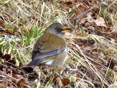 今日出会った野鳥8