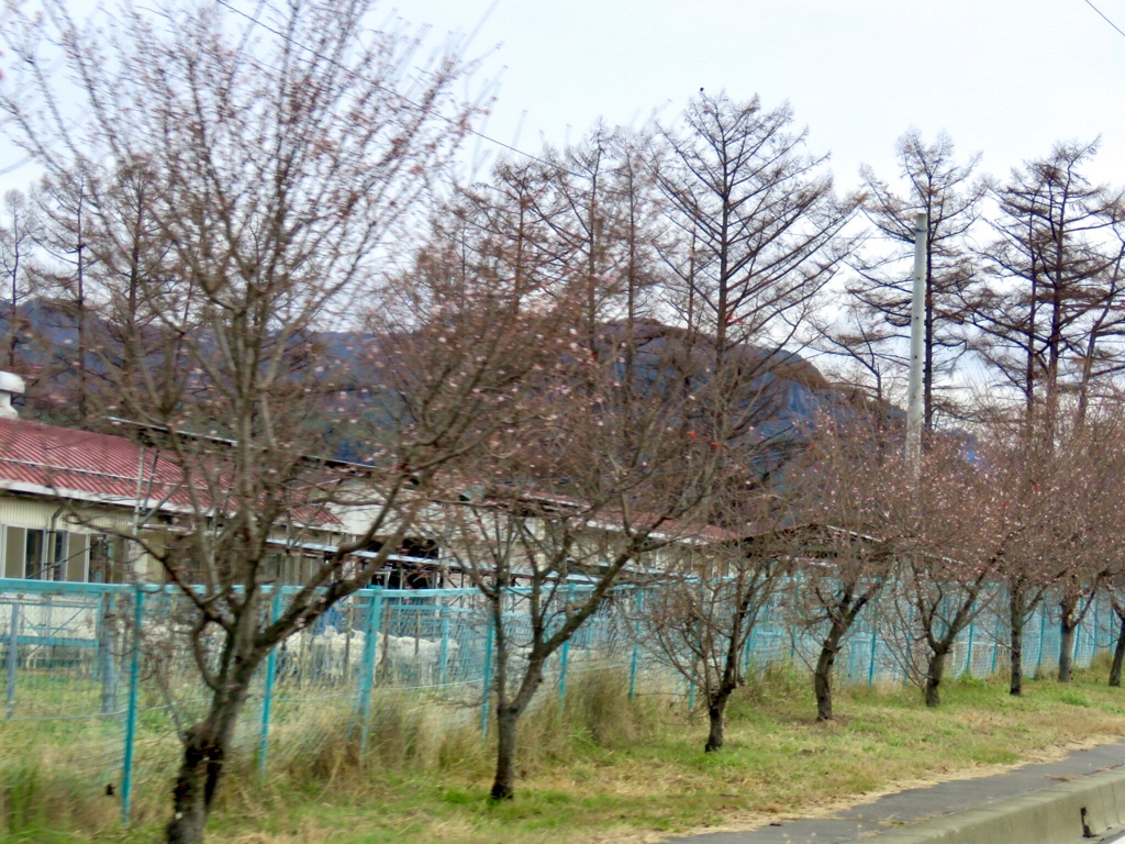 冬桜1