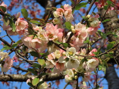 ボケの花