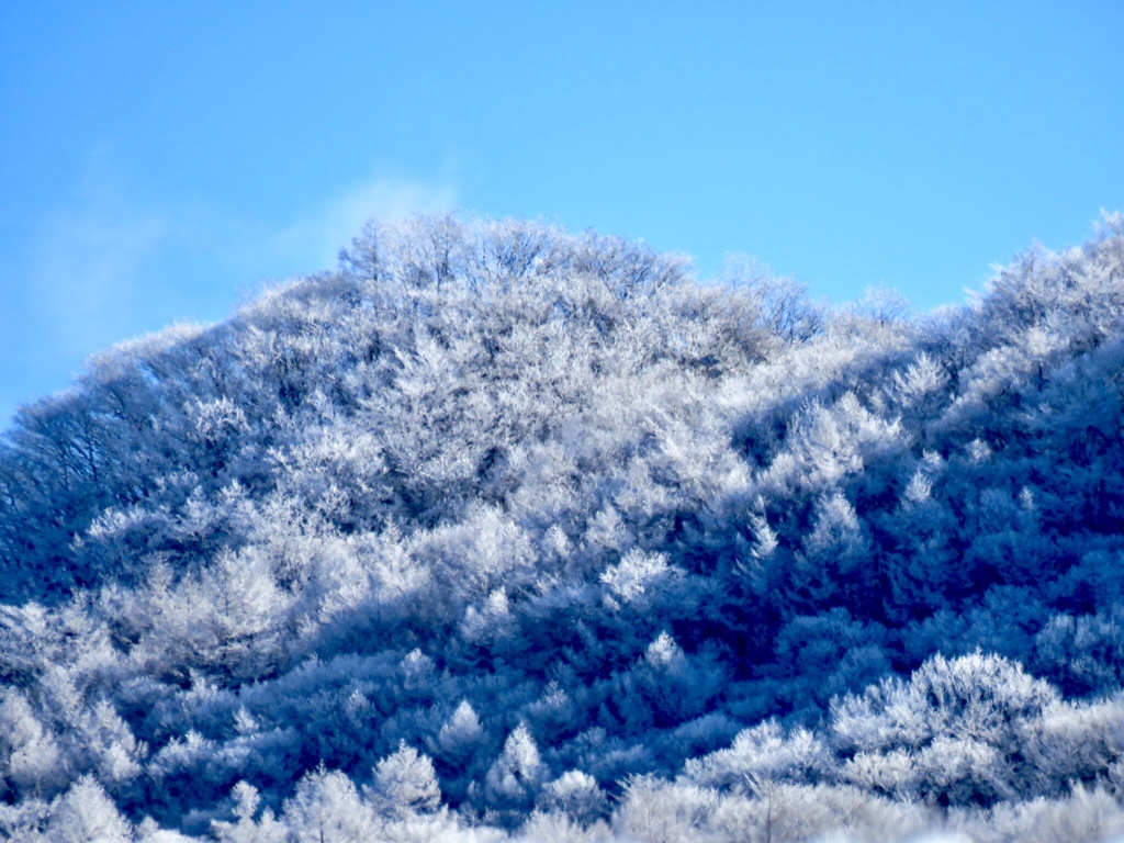 離山の霧氷