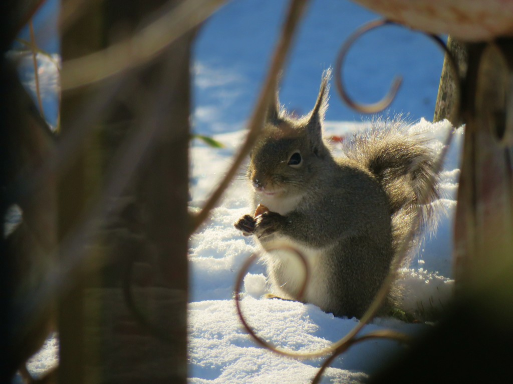 雪の中でお食事