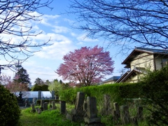 夕方の一本桜