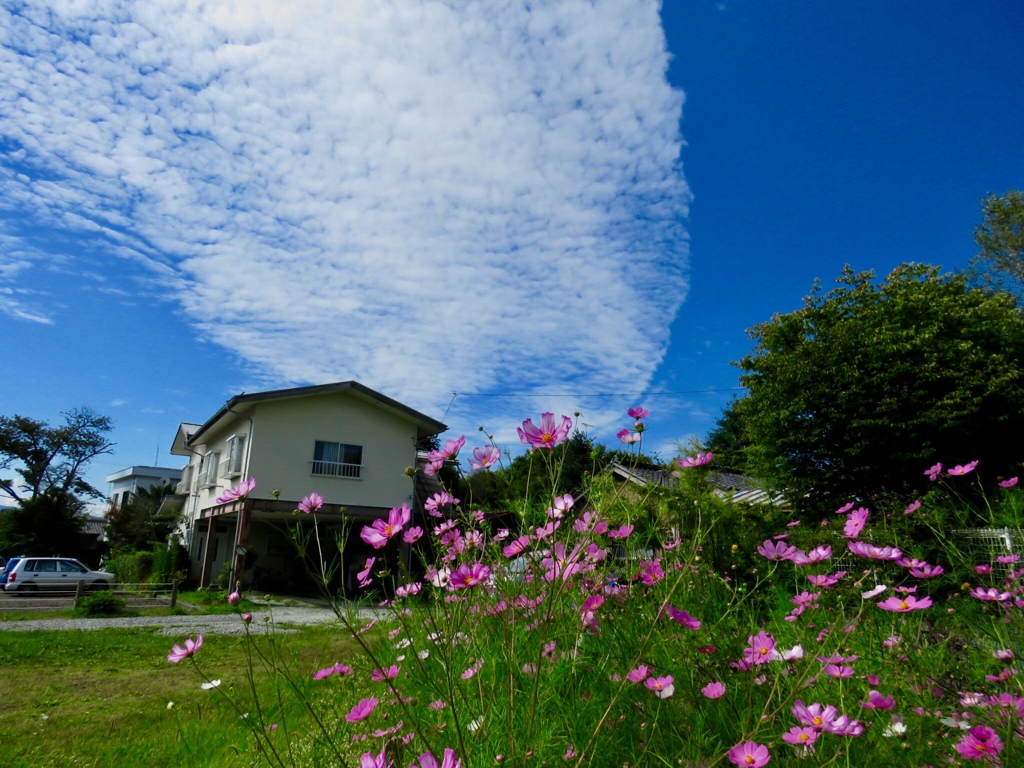 コスモスとうろこ雲