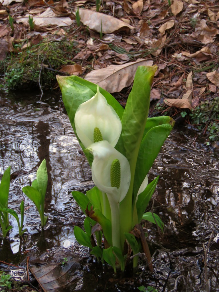 水芭蕉１