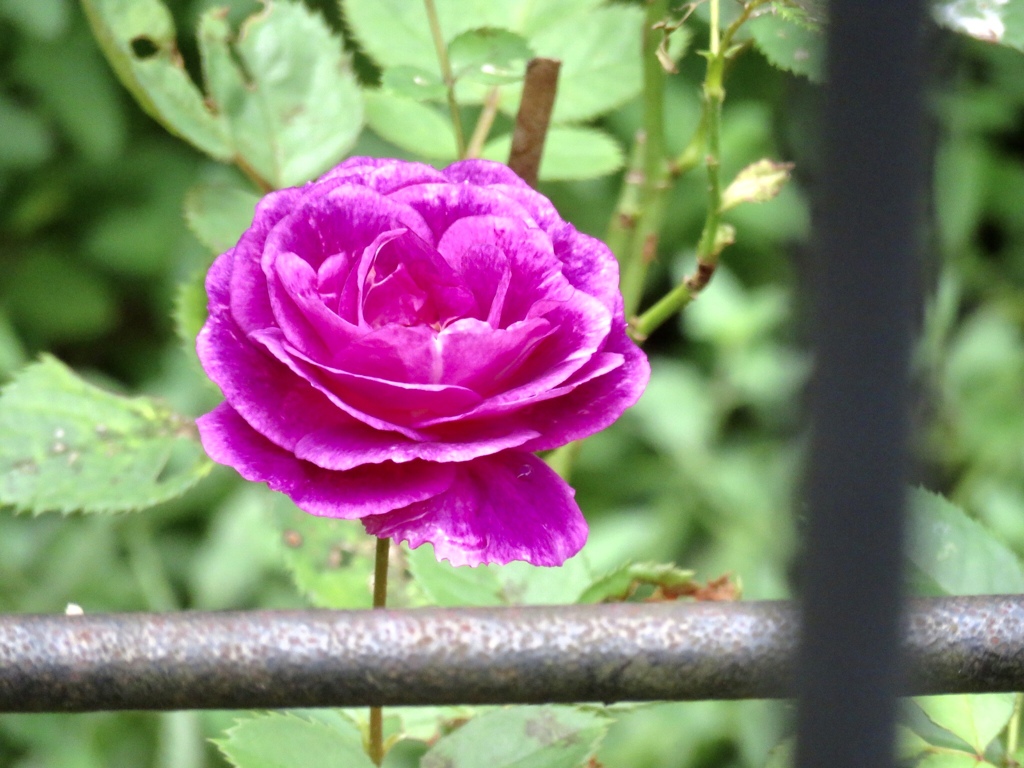 庭の薔薇