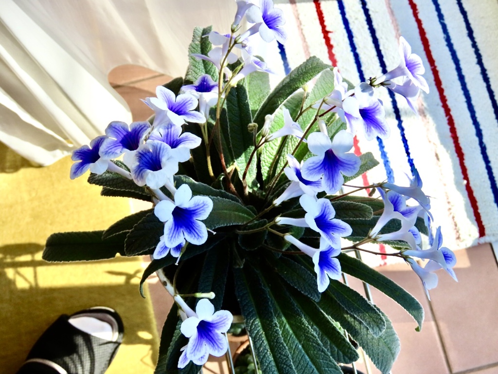 ストレプトカーパス