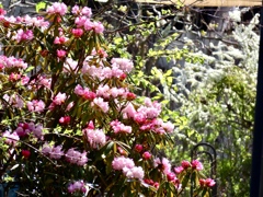 石楠花と雪柳