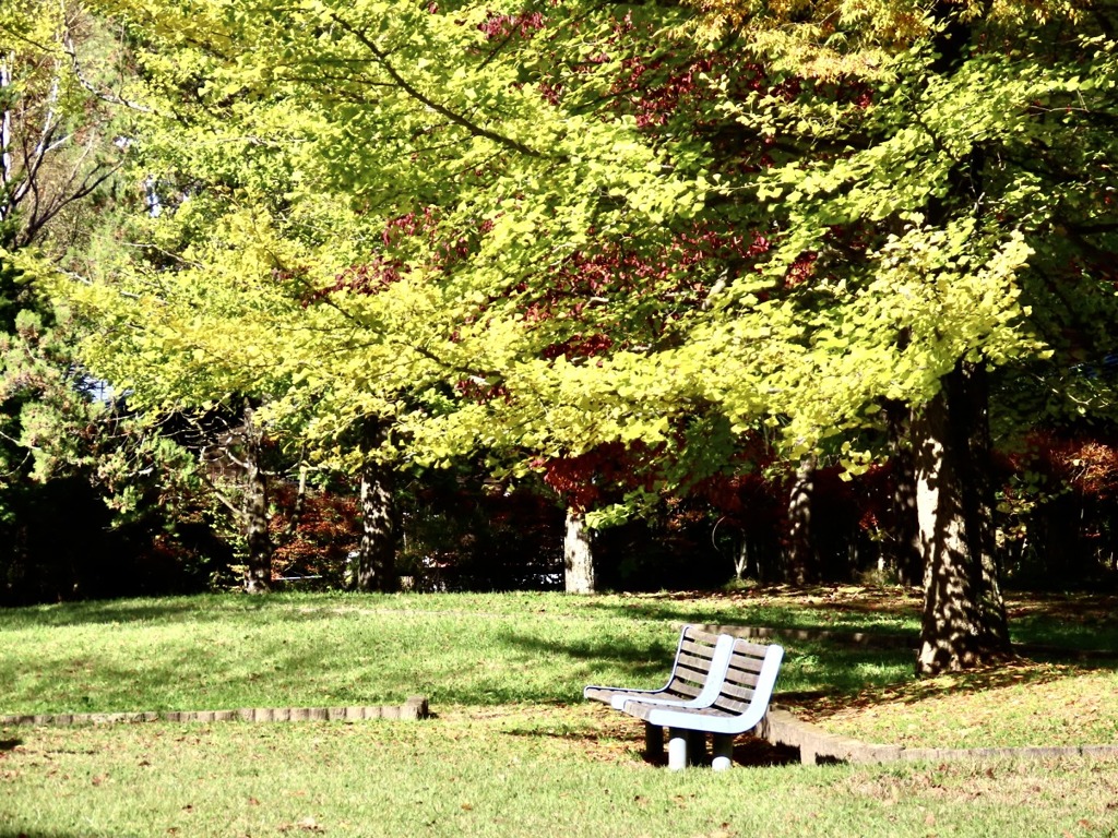 公園のイチョウ