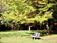公園のイチョウ