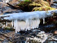 湯川の冬の風物詩⑤