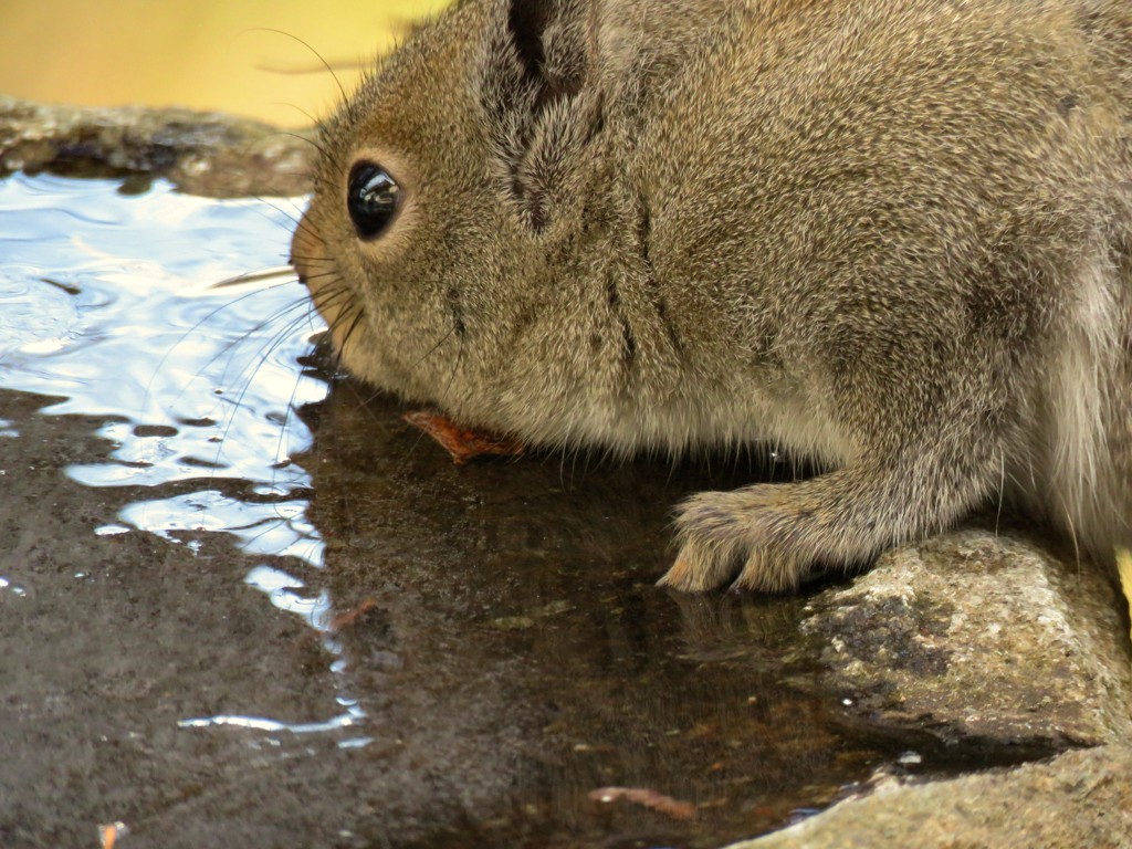 水を飲む