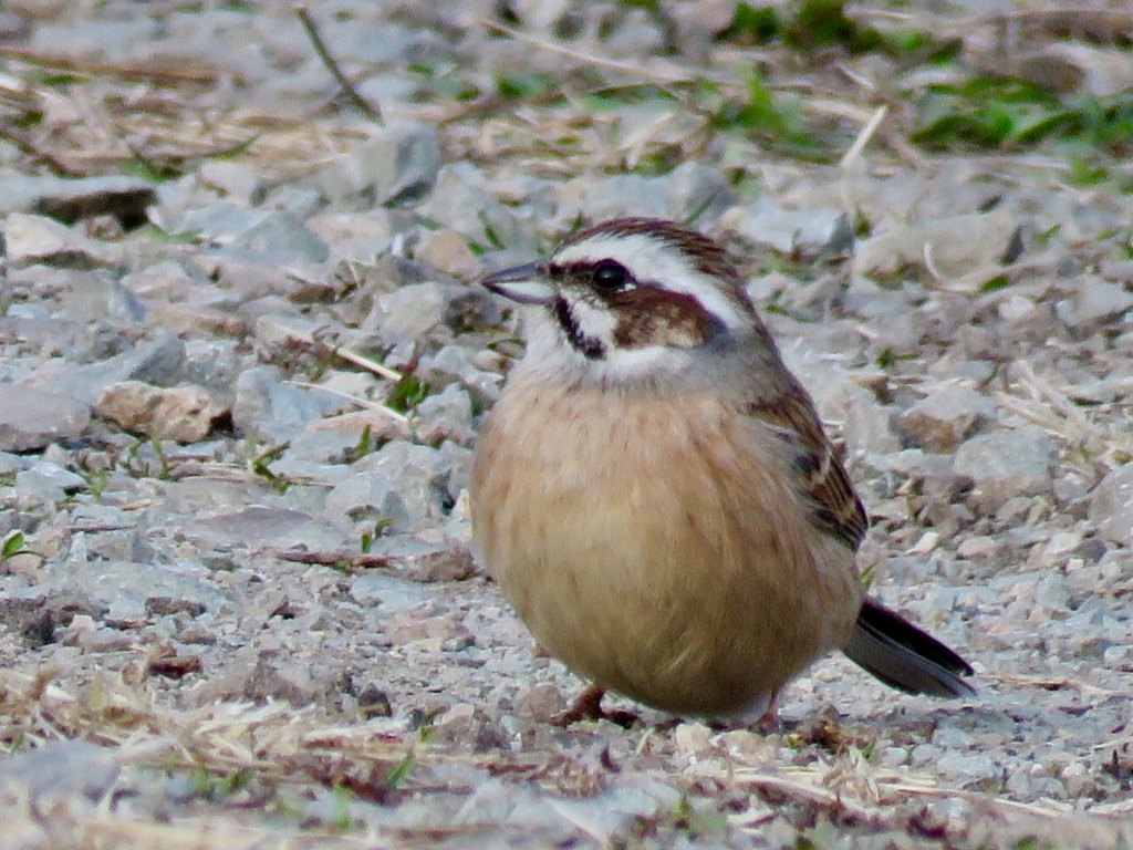 ホオジロのペア