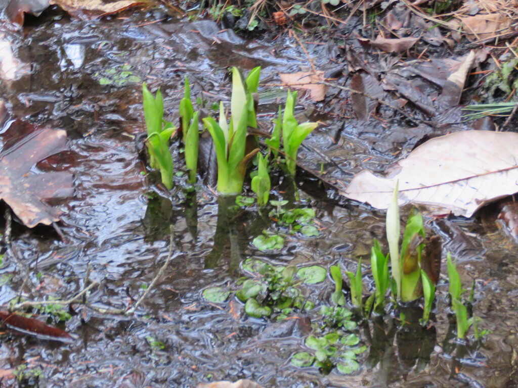 水芭蕉