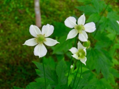 アネモネ・バージニア