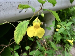 黄花釣船草