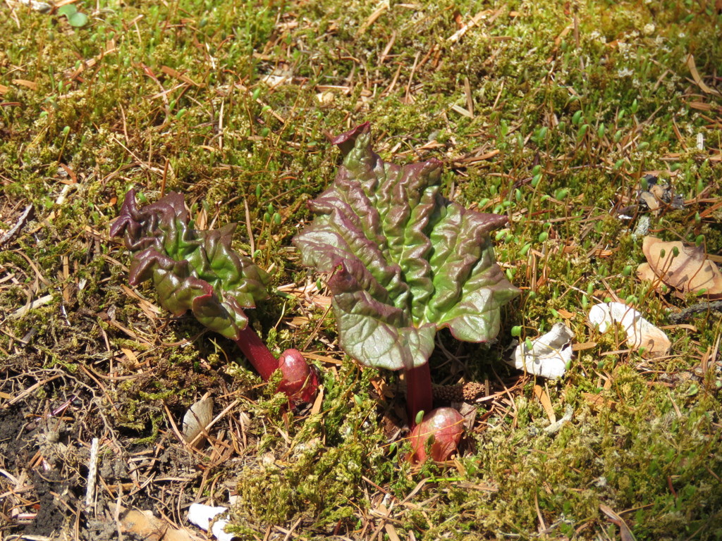 ルバーブの新芽