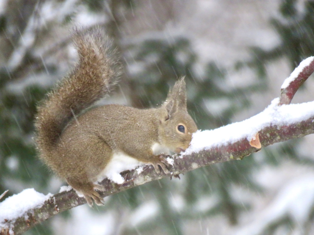 雪を食べる
