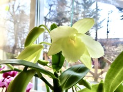 デルフィニューム