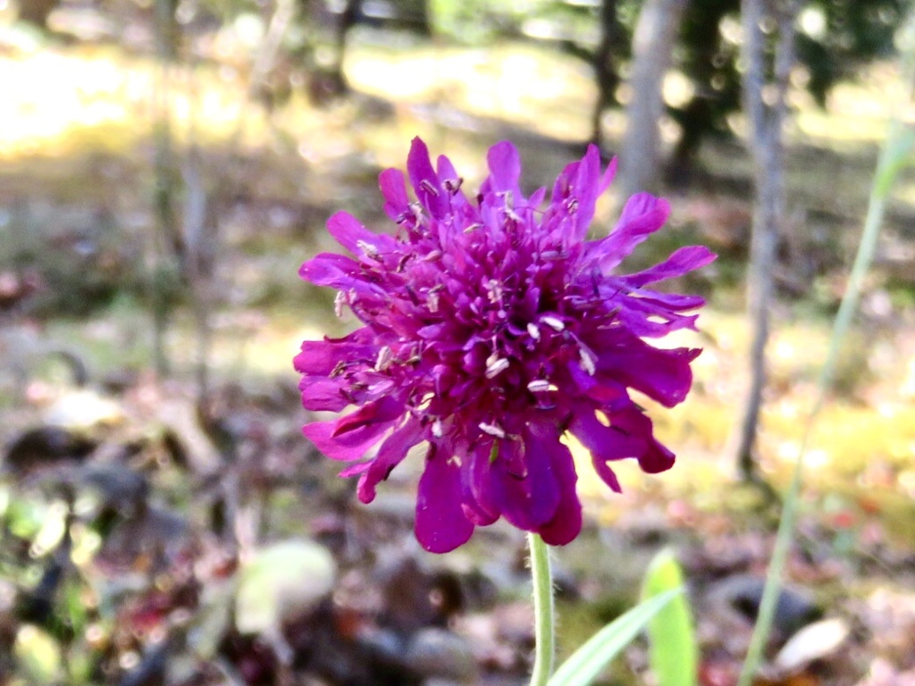 庭の花2