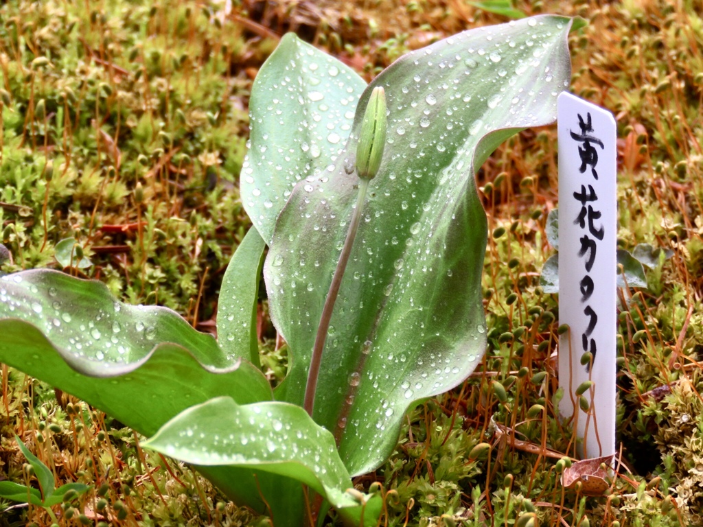 庭の山野草3