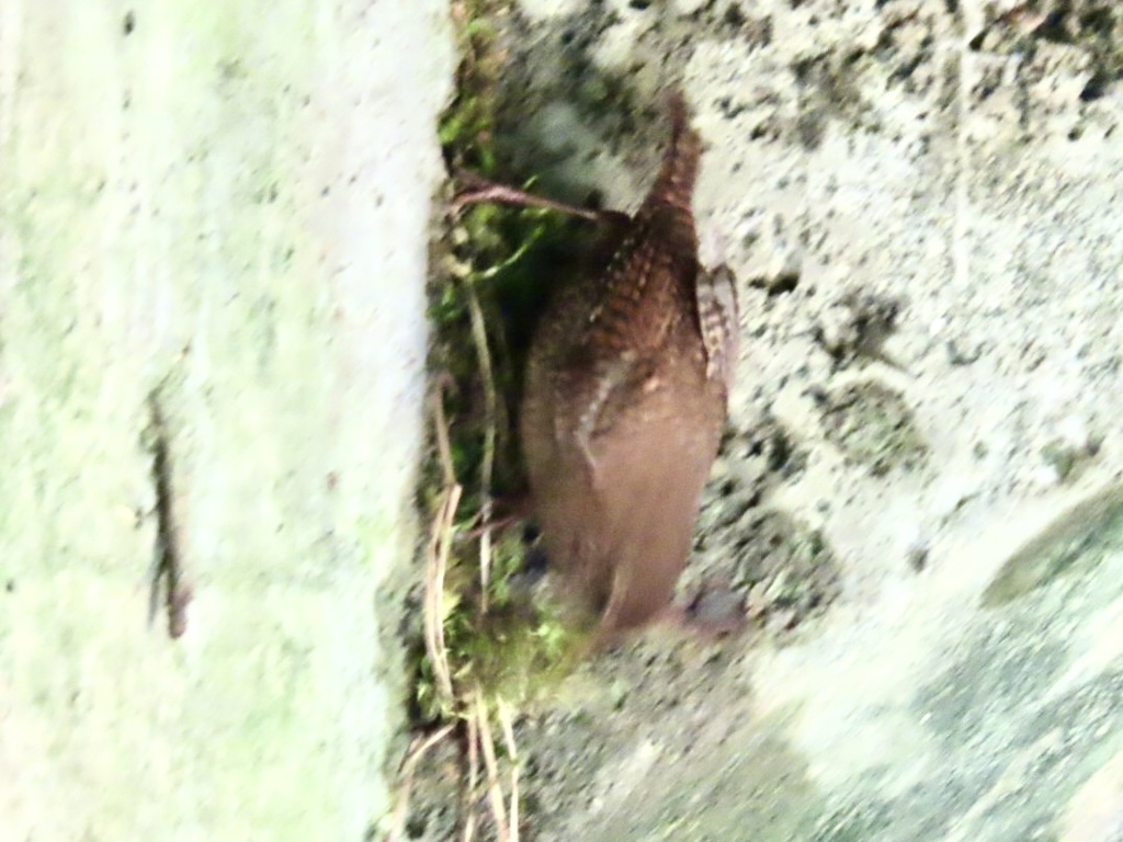 巣材集め