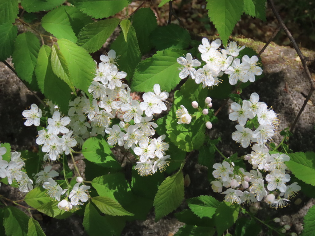深山桜