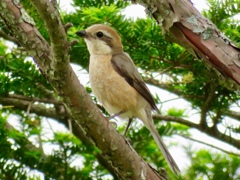 鳴き声がした