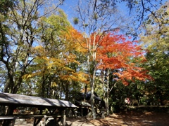 神社の森4