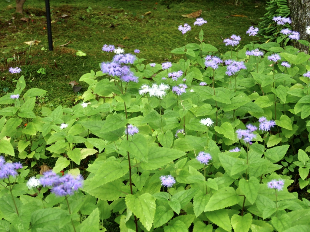 西洋フジバカマ