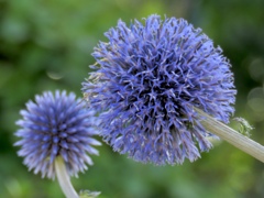 綺麗に開花