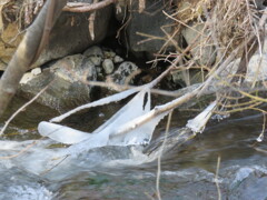 飛沫氷の造形5