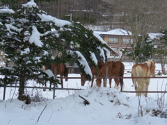 乗馬クラブ