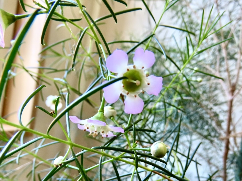 ワックスフラワー③