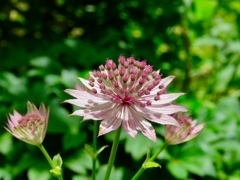 庭の花3