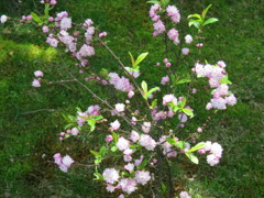 庭の庭桜が