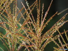 ススキの花